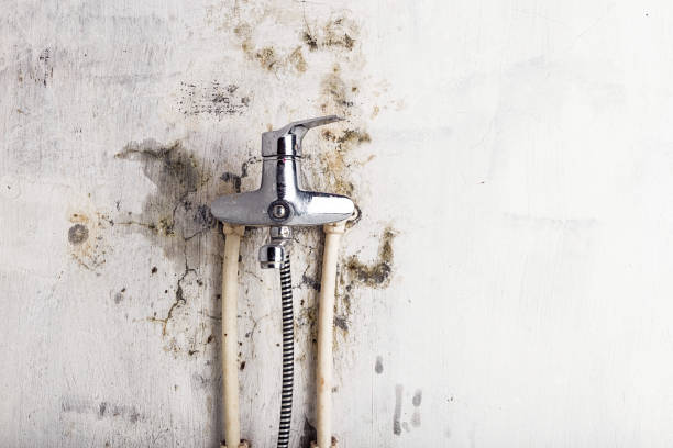 Office Mold Removal Services in Lewisville, WA