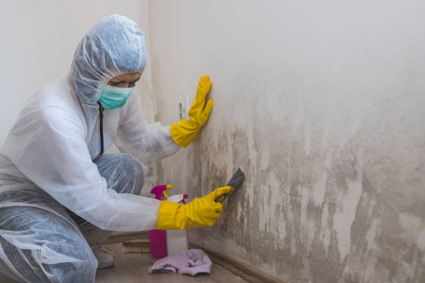 Best Mold Removal Company Near Me  in Lewisville, WA
