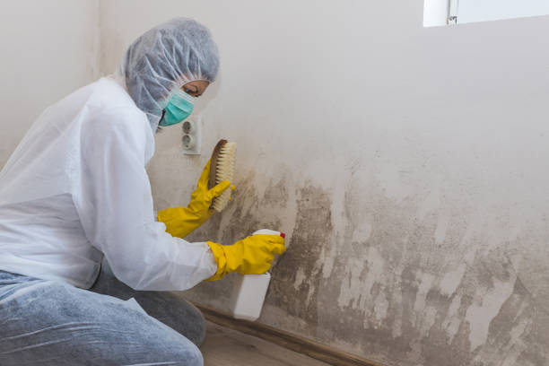 Best Mold Cleaning Services  in Lewisville, WA