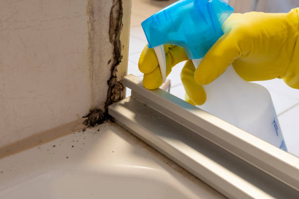 Best Black Mold Removal  in Lewisville, WA
