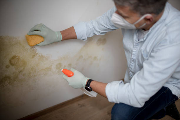 Best Mold Testing  in Lewisville, WA