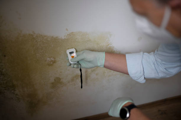 Best Home Mold Removal  in Lewisville, WA