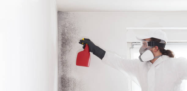 Best Mold Damage Repair  in Lewisville, WA