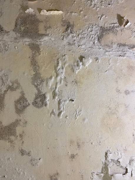 Best Mold Remediation  in Lewisville, WA