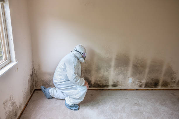 Home Mold Removal in Lewisville, WA