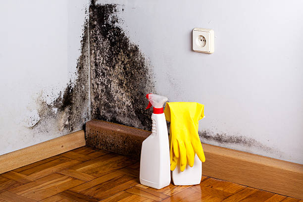Best Professional Mold Removal  in Lewisville, WA