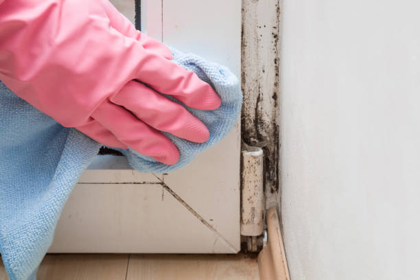 Best Local Mold Removal Service  in Lewisville, WA