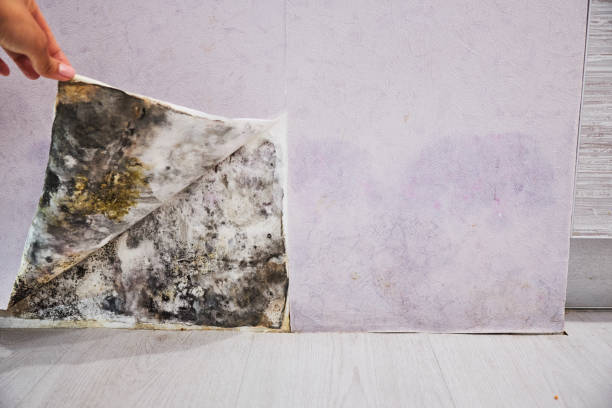 Best Emergency Mold Removal  in Lewisville, WA